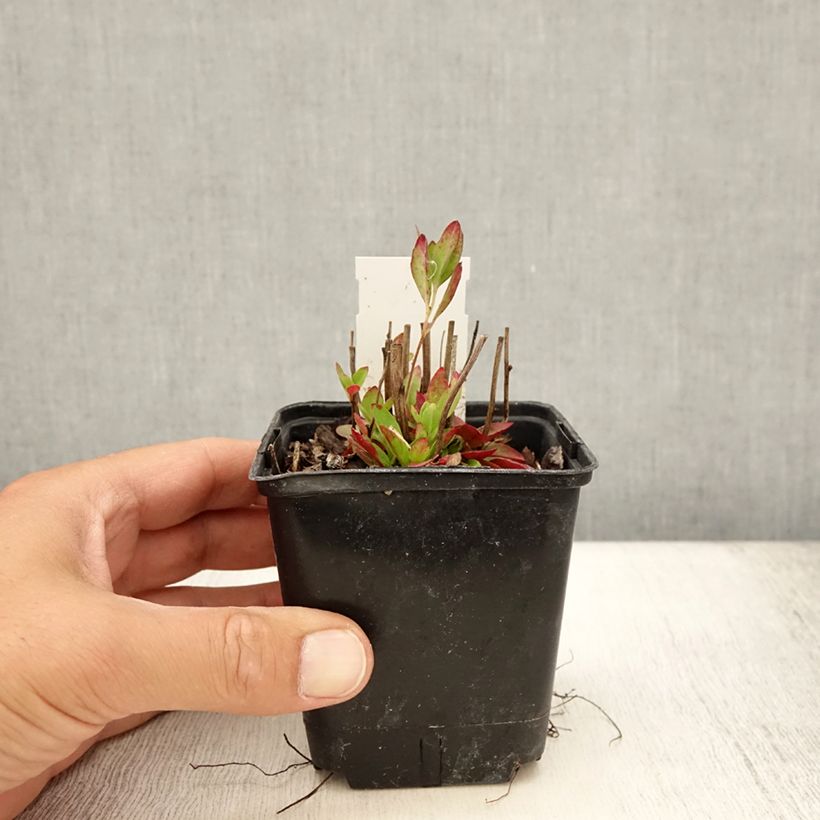 Esimerkki kesällä toimitetusta Kultahelokki - Oenothera tetragona Taimiruukku 8/9 cm-taimesta