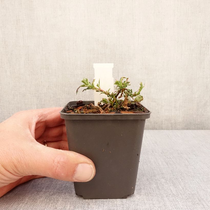 Esimerkki keväällä toimitetusta Oenothera Twilight - Onagre Godet de 8/9 cm-taimesta