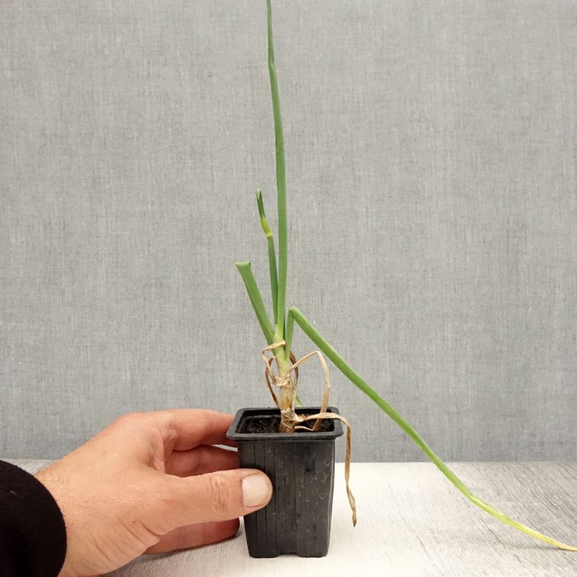 Esimerkki kesällä toimitetusta Oignon rocambole - Allium cepa proliferum - Oignon d'Egypte Godet de 7/8 cm-taimesta