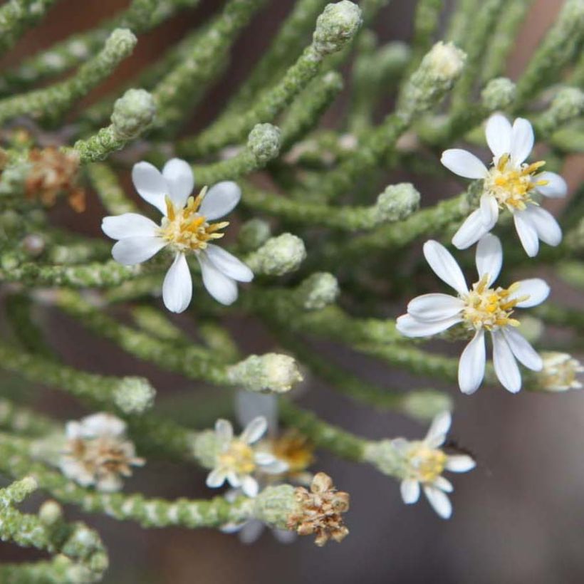 Puuasteri - Olearia lepidophylla (Kukinta)