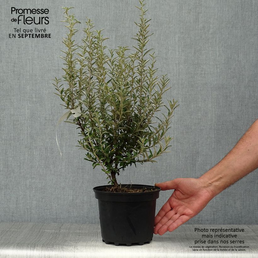 Esimerkki syksyllä toimitetusta Puuasteri - Olearia x scilloniensis 3 litran/4 litran ruukku-taimesta