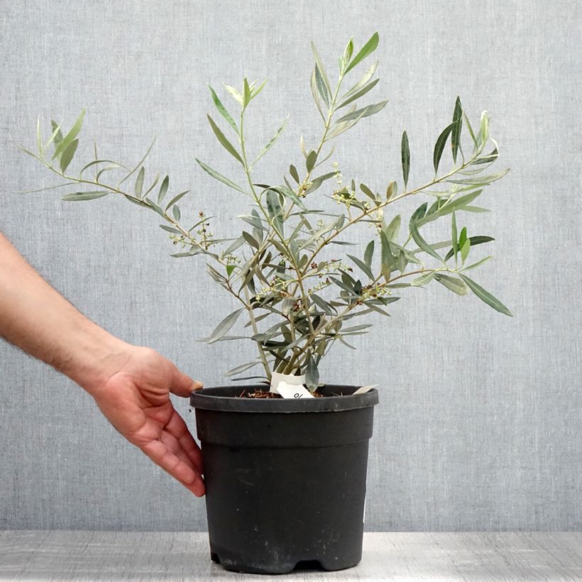 Esimerkki kesällä toimitetusta Olivier Negrette - Olea europea Pot de 4L/5L-taimesta