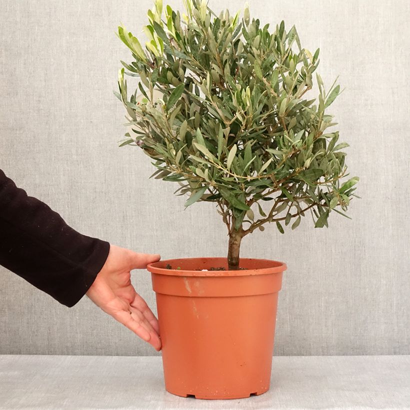 Esimerkki talvella toimitetusta Olivier - Olea europaea Pot de 2L/3L, Buisson, touffe-taimesta