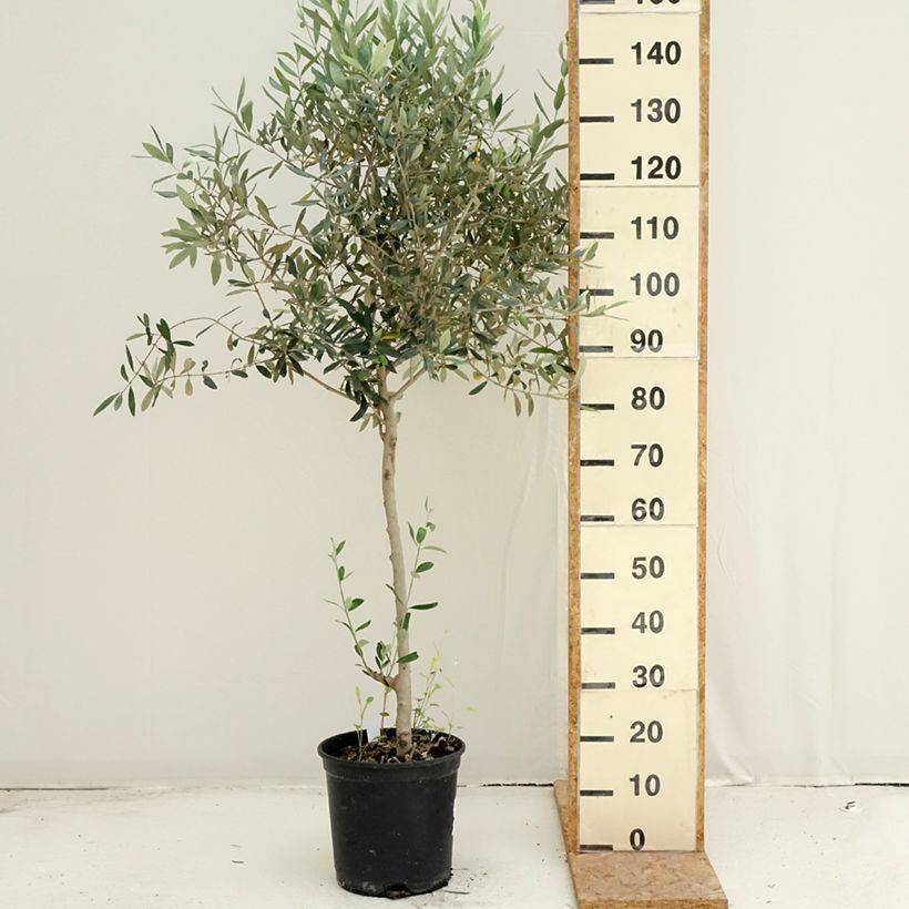 Esimerkki kesällä toimitetusta Öljypuu - Olea europaea Ruukku 7,5L / 10L, Buisson-taimesta