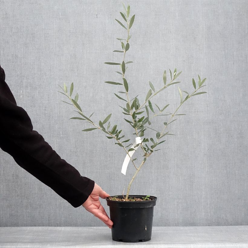 Esimerkki talvella toimitetusta Olivier Picholine - Olea europaea Pot de 3L/4L, Touffe-taimesta