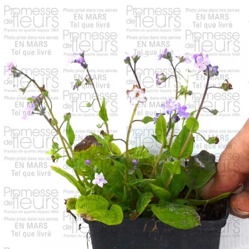 Esimerkki toimitetusta Turkinkaihonkukka Lilac Mist Godet de 8/9 cm-taimesta