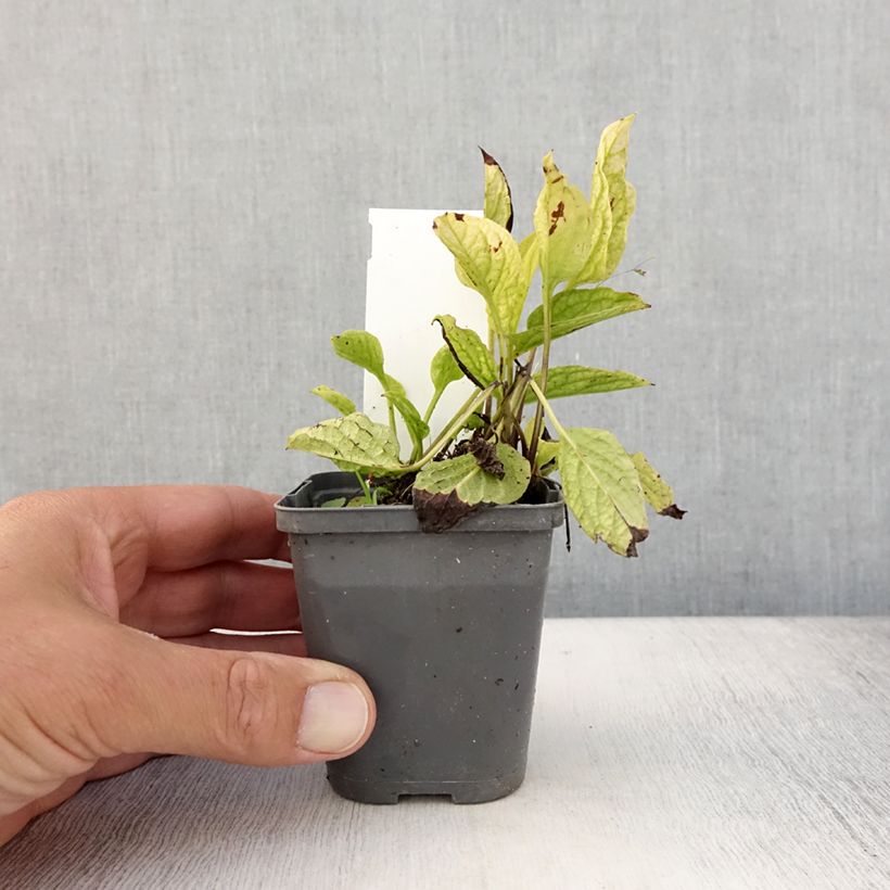 Esimerkki kesällä toimitetusta Kevätkaihonkukka Alba Taimiruukku 8/9 cm-taimesta