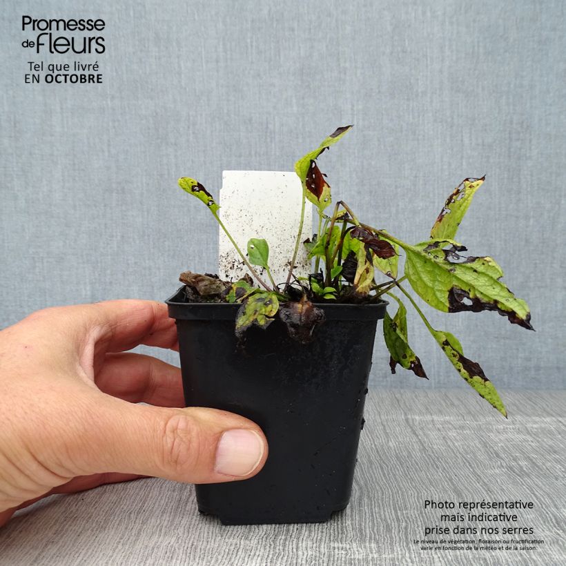Esimerkki syksyllä toimitetusta Kevätkaihonkukka - Omphalodes verna 8/9 cm taimiruukku-taimesta
