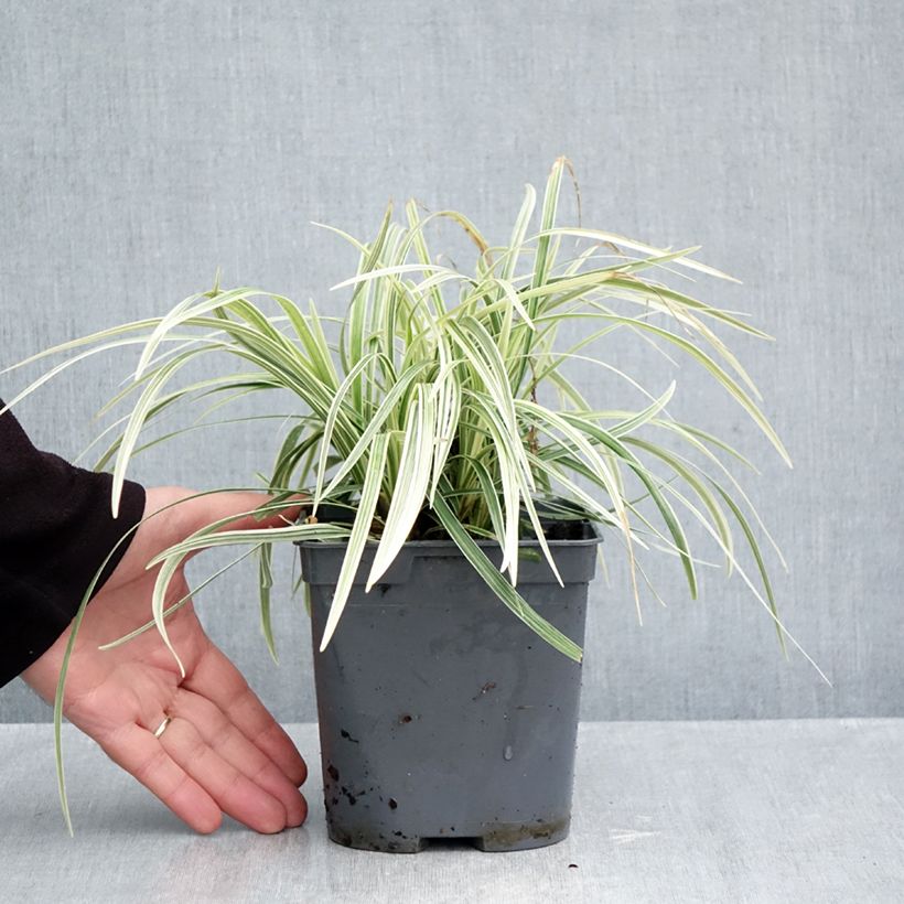 Esimerkki syksyllä toimitetusta Isokäärmeenparta Albo Variegata 2 litran/3 litran ruukku-taimesta