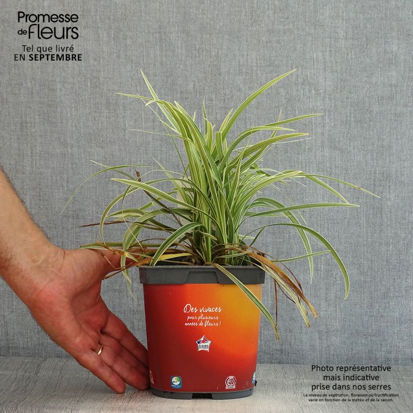Esimerkki kesällä toimitetusta Isokäärmeenparta Albo Variegata Ruukku 2L / 3L-taimesta