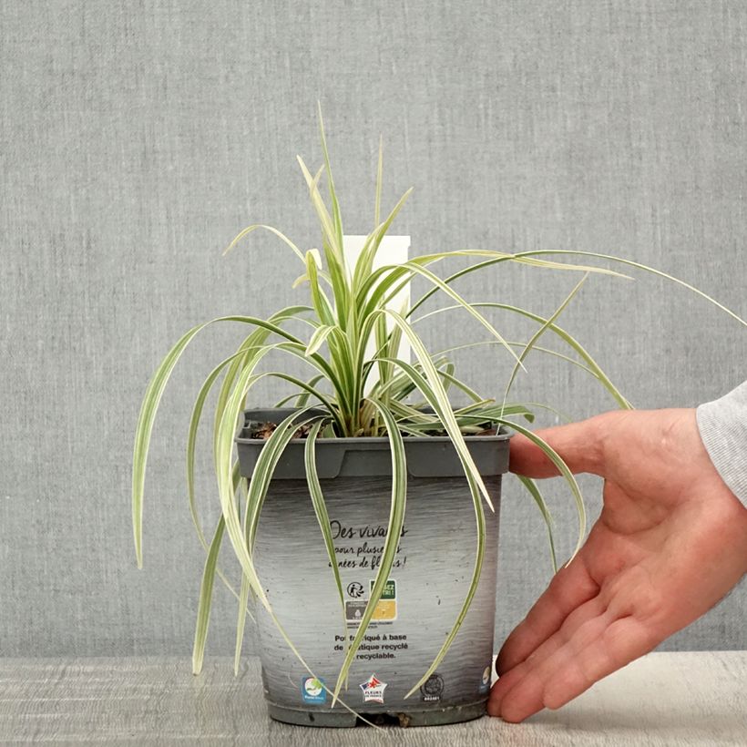 Esimerkki keväällä toimitetusta Ophiopogon Albo variegata ou Albovariegatus Pot de 2L/3L-taimesta