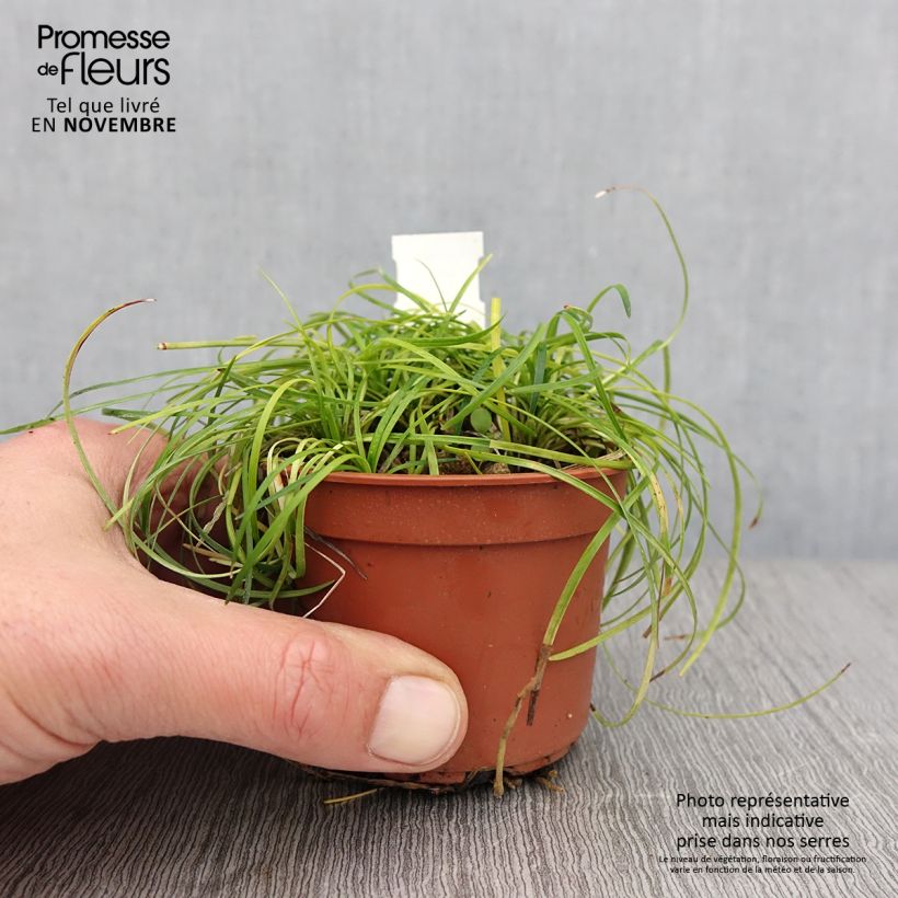 Esimerkki syksyllä toimitetusta Käärmeenparra - Ophiopogon chingii 8/9 cm taimiruukku-taimesta