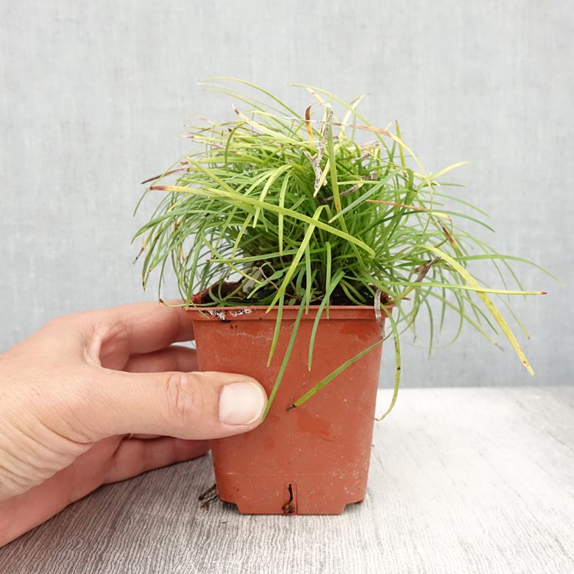 Esimerkki kesällä toimitetusta Käärmeenparra - Ophiopogon chingii Taimiruukku 8/9 cm-taimesta