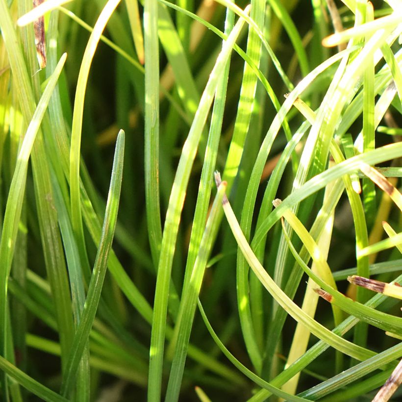 Käärmeenparra - Ophiopogon chingii (Lehvistö)