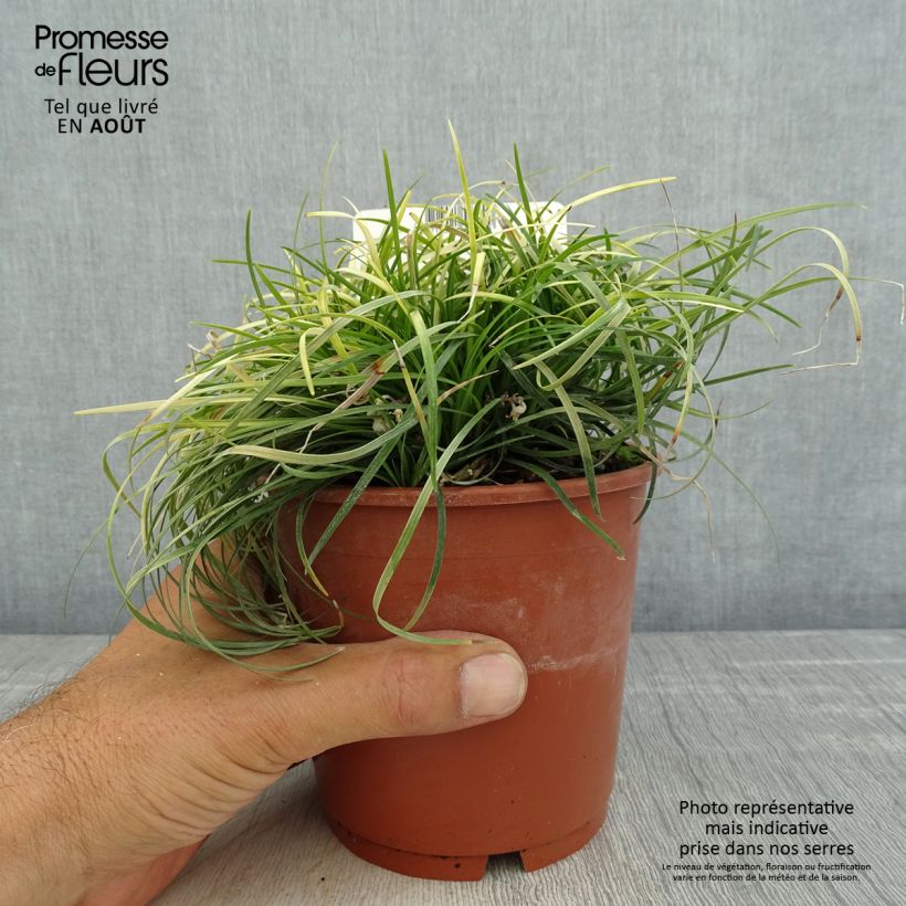 Esimerkki kesällä toimitetusta Käärmeenparra - Ophiopogon chingii Ruukku 1L / 1,5L-taimesta