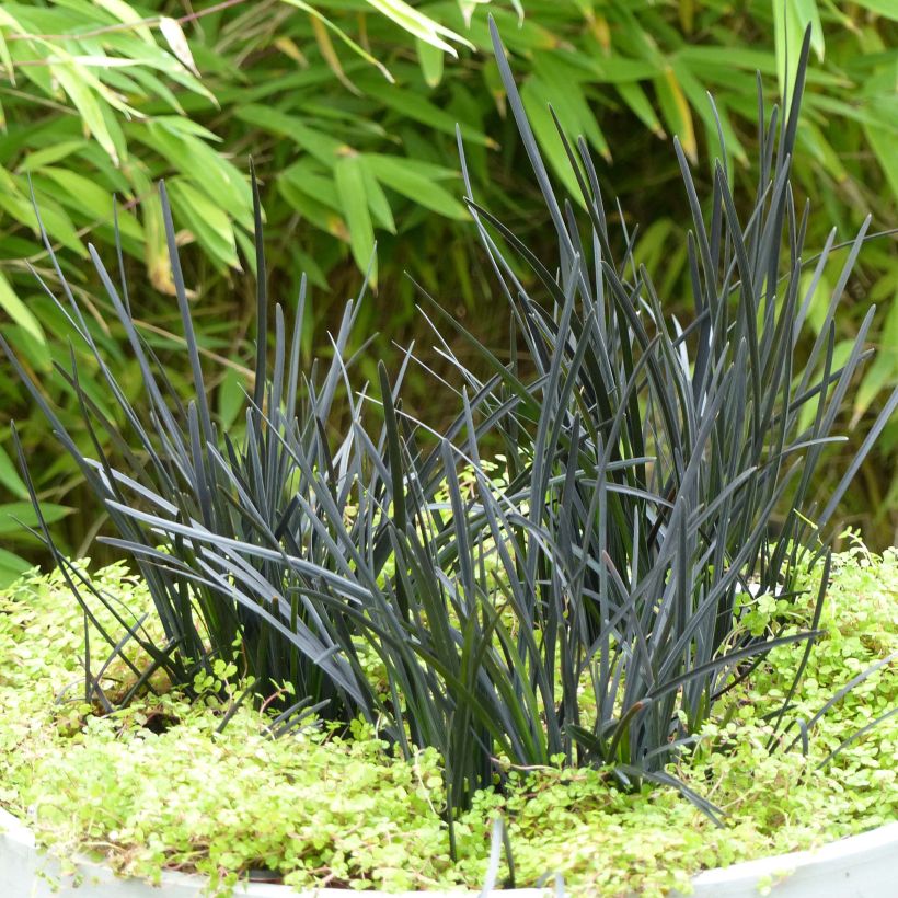 Käärmeenparta Hosoba Kokuryu (Kasvutapa)
