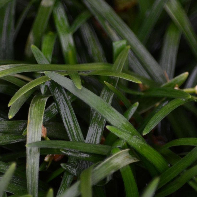 Mukulakäärmeparta Minor - Ophiopogon japonicus (Lehvistö)