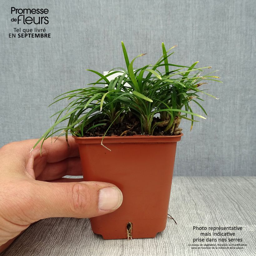 Esimerkki syksyllä toimitetusta Mukulakäärmeparta Minor 8/9 cm taimiruukku-taimesta