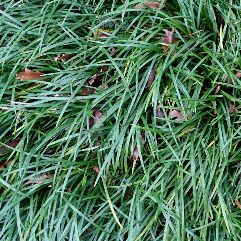 Käärmeenparta - Ophiopogon planiscapus (Lehvistö)