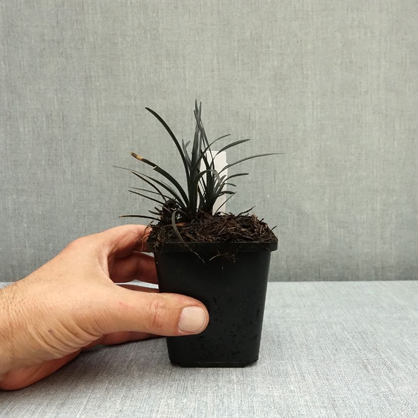 Esimerkki syksyllä toimitetusta Käärmeenparta Black Dragon 8/9 cm taimiruukku-taimesta