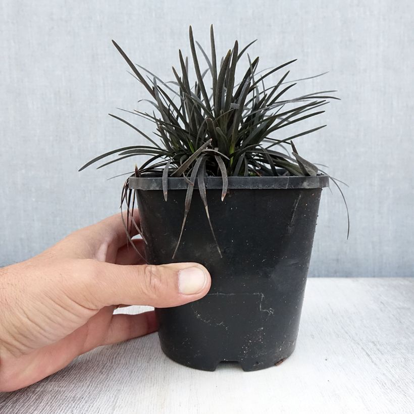Esimerkki kesällä toimitetusta Käärmeenparta Black Dragon 1 litran / 1,5 litran ruukku-taimesta