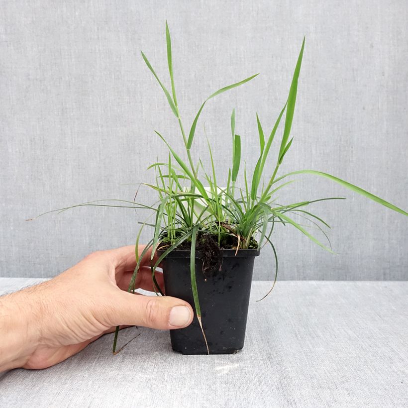 Esimerkki syksyllä toimitetusta Käärmeenparta - Ophiopogon planiscapus 8/9 cm taimiruukku-taimesta