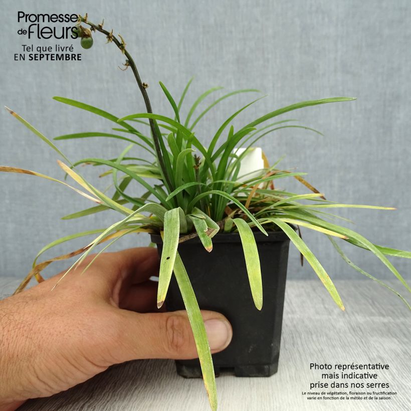 Esimerkki kesällä toimitetusta Käärmeenparta - Ophiopogon planiscapus Taimiruukku 8/9 cm-taimesta