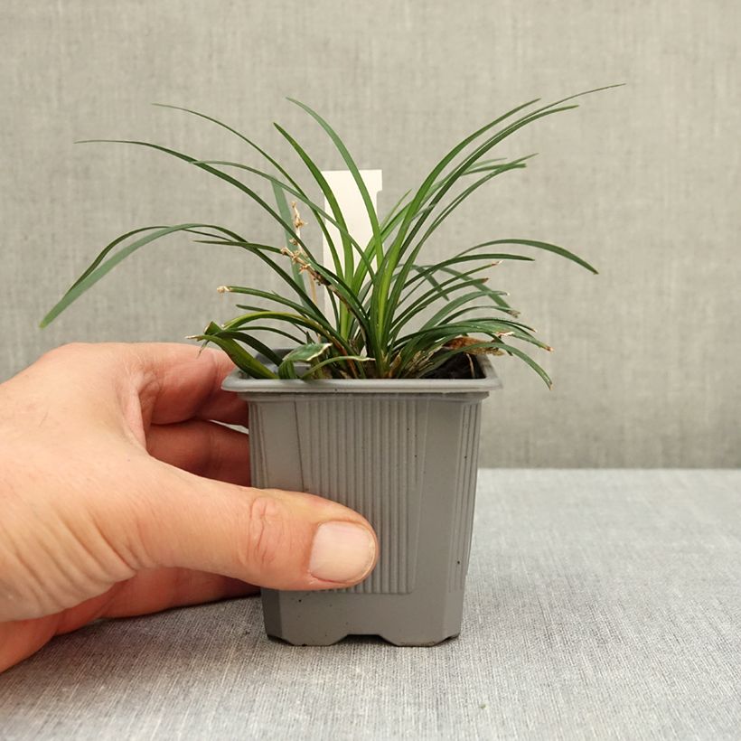 Esimerkki syksyllä toimitetusta Käärmeenparta Olivaceus 8/9 cm taimiruukku-taimesta