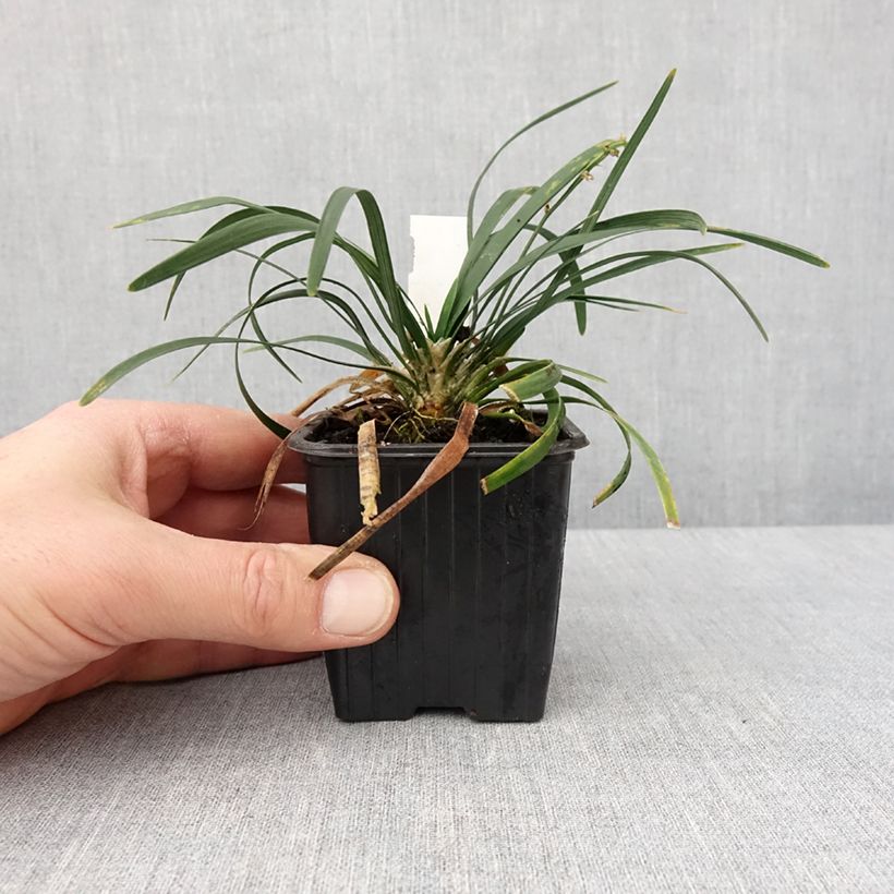 Esimerkki talvella toimitetusta Käärmeenparta Olivaceus 8/9 cm taimiruukku-taimesta