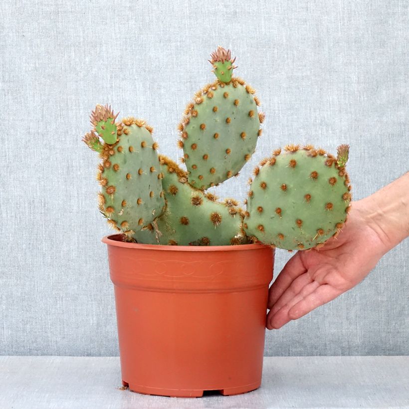 Esimerkki kesällä toimitetusta Opuntia aciculata 4 litran/5 litran ruukku-taimesta