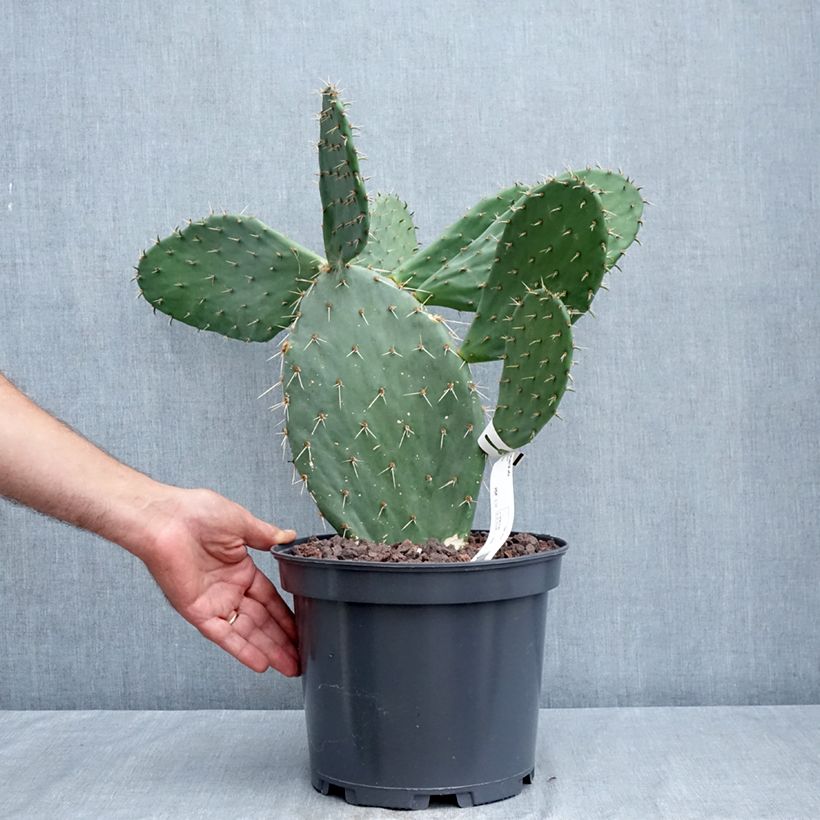 Esimerkki kesällä toimitetusta Luumuopuntia var. alta Pot de 4L/5L-taimesta