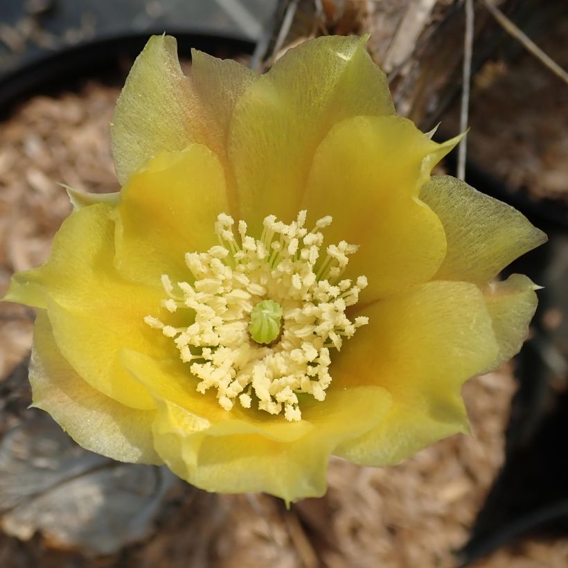 Siniopuntia - Opuntia phaeacantha var. angustata (Kukinta)