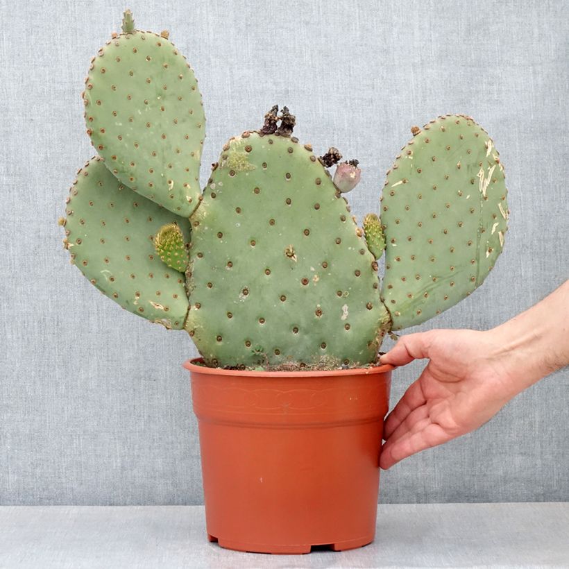 Esimerkki kesällä toimitetusta Opuntia basilaris 4 litran/5 litran ruukku-taimesta