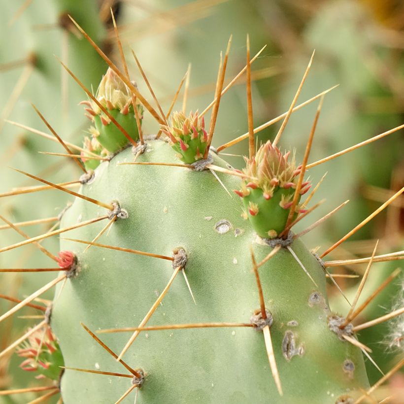 Opuntia bergeriana (Lehvistö)