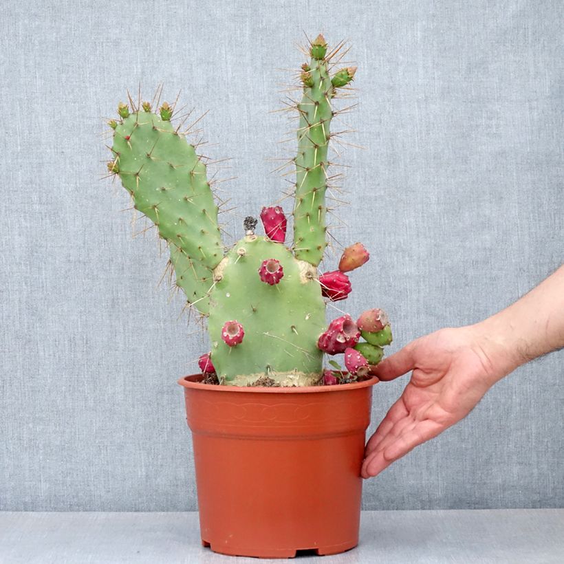 Esimerkki kesällä toimitetusta Opuntia bergeriana - Cactus raquette Pot de 4L/5L, 25/35 diamètre-taimesta