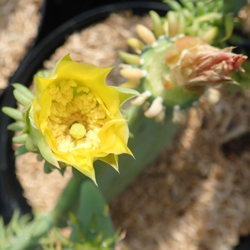 Opuntia cacanapa Ellisiana (Kukinta)