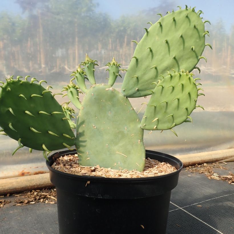 Opuntia cacanapa Ellisiana (Kasvutapa)