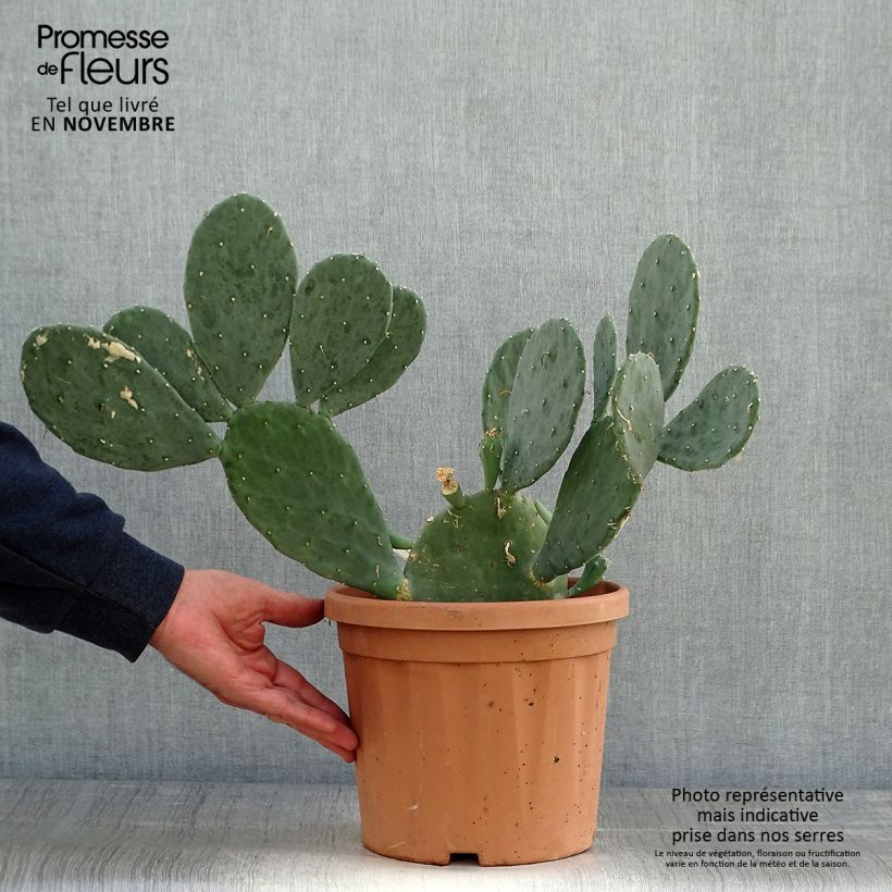 Esimerkki syksyllä toimitetusta Opuntia cacanapa Ellisiana 4 litran/5 litran ruukku-taimesta