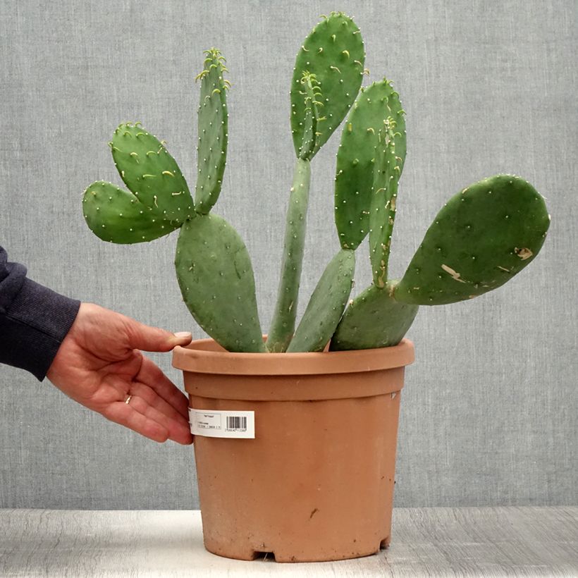 Esimerkki kesällä toimitetusta Opuntia cacanapa Ellisiana Pot de 4L/5L-taimesta