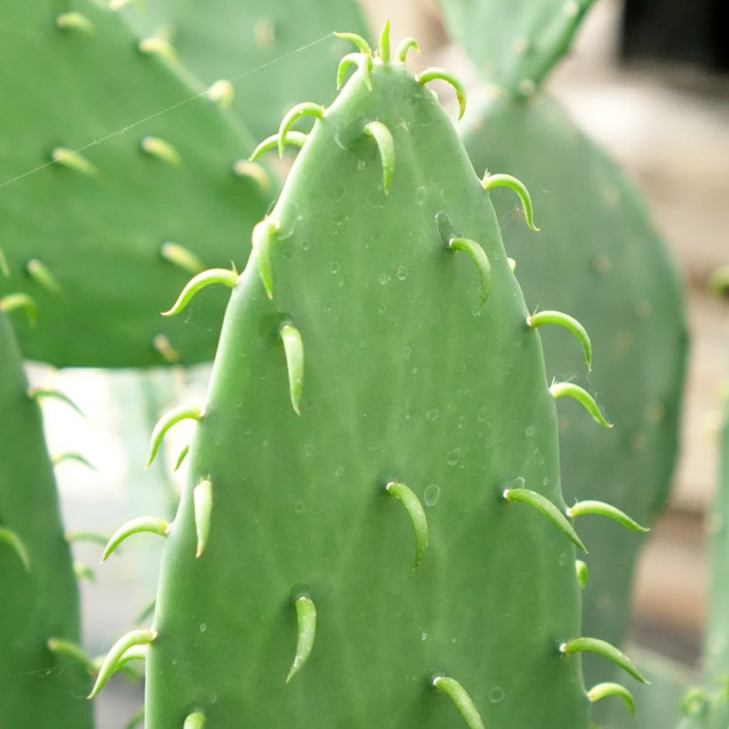Opuntia cacanapa Ellisiana (Lehvistö)