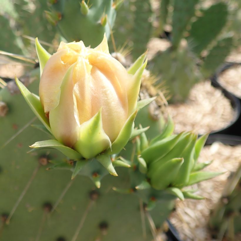 Opuntia engelmannii var. cyclodes (Kukinta)