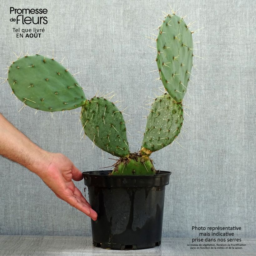 Esimerkki kesällä toimitetusta Opuntia discata Pot de 4L/5L-taimesta