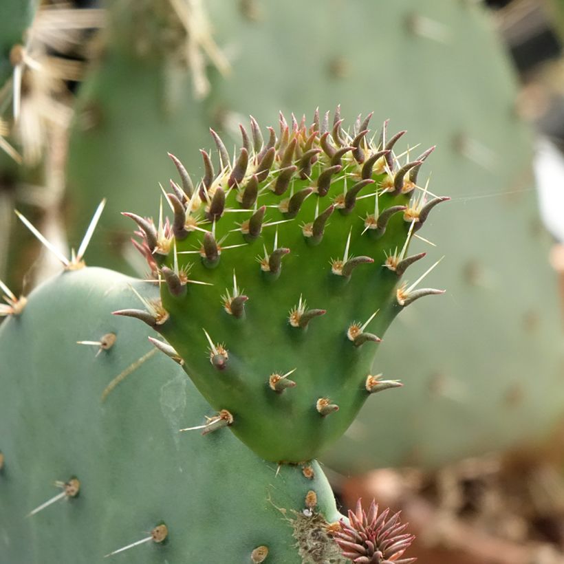 Opuntia discata (Lehvistö)