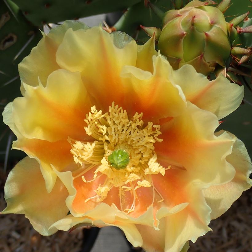 Opuntia dulcis (Kukinta)