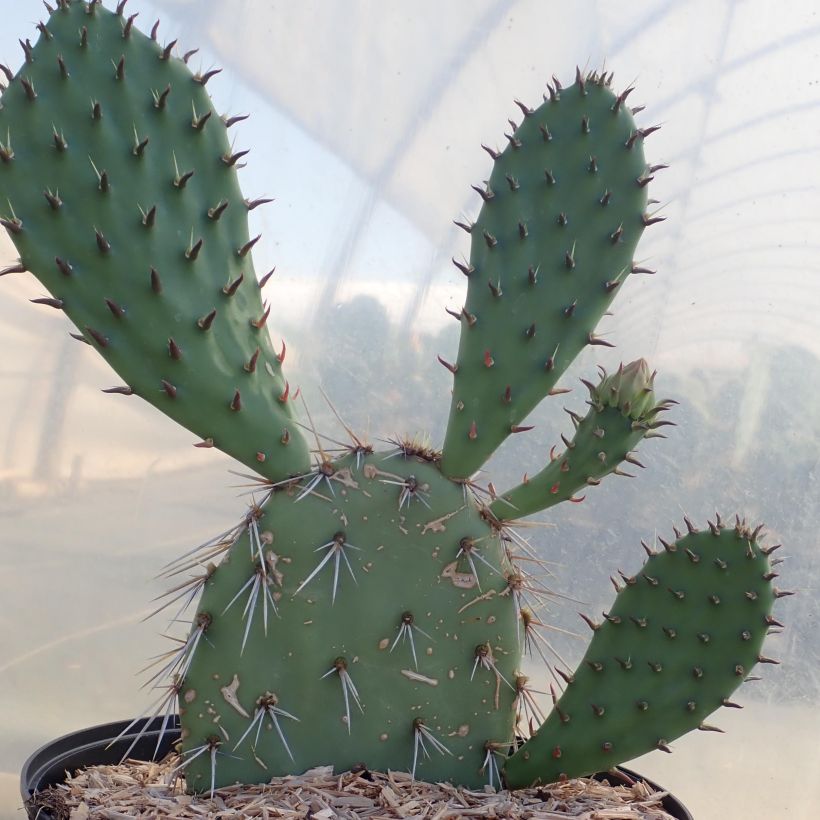 Opuntia dulcis (Kasvutapa)