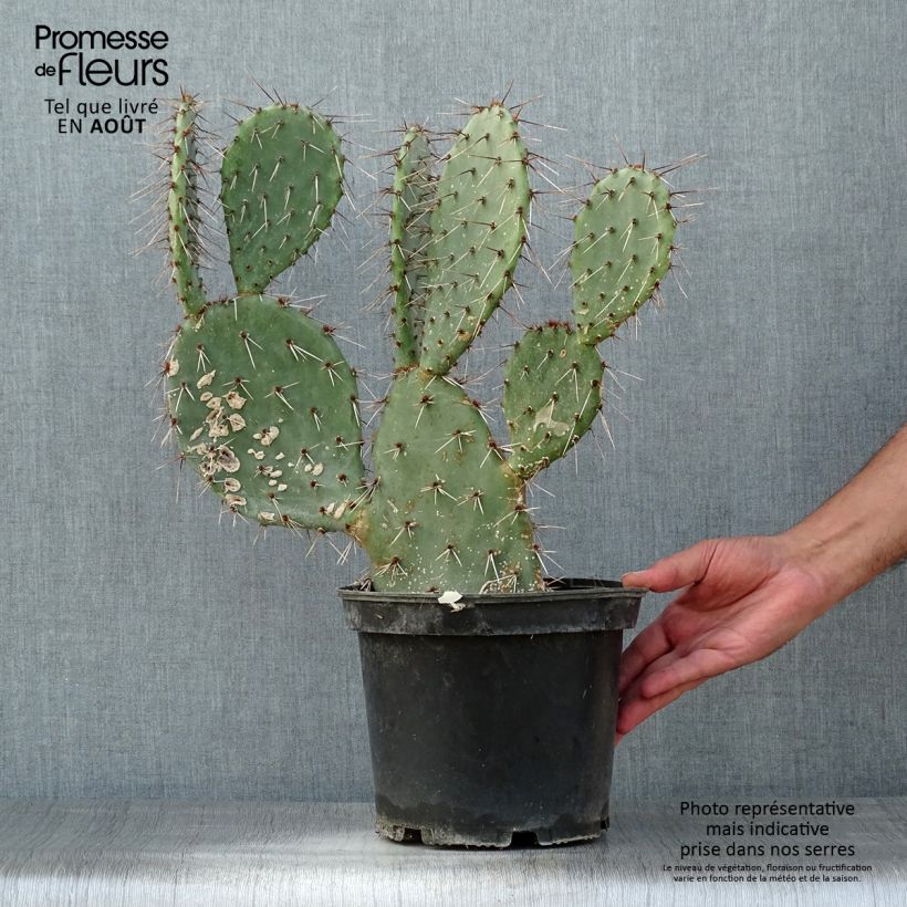 Esimerkki kesällä toimitetusta Opuntia dulcis Ruukku 4L / 5L-taimesta