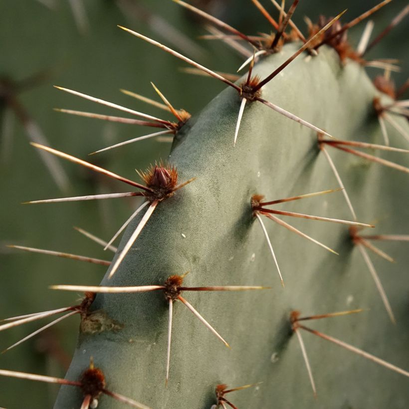 Opuntia dulcis (Lehvistö)
