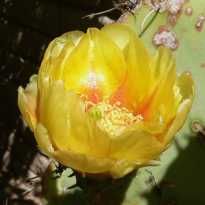 Luumuopuntia - Opuntia engelmannii (Kukinta)