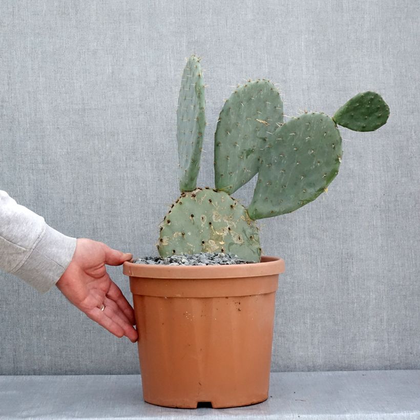 Esimerkki keväällä toimitetusta Luumuopuntia Belen Pot de 4L/5L-taimesta