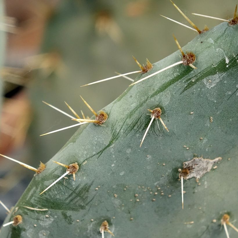 Luumuopuntia Belen (Lehvistö)